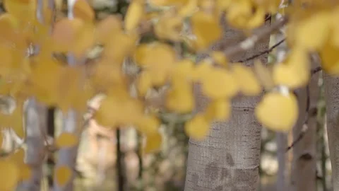 Aspen Tree Trunk with Fall Colored Leaves Out of Focus - Shallow DOF Stock Footage 141836983