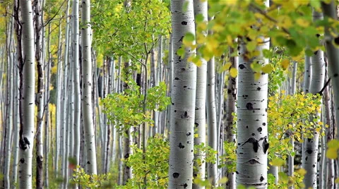 Aspen Tree Trunk Slide Stock Footage 42434084