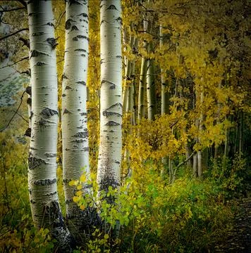 Aspen tree trunks 1990's Fall June Lakes area Eastern Sierras California. Stock Photos