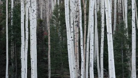 Aspen Tree Trunks in Forest Stock Photos