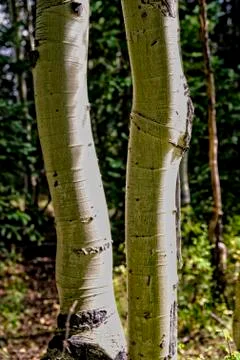 Aspen tree trunks in light and shade. Stock Photos