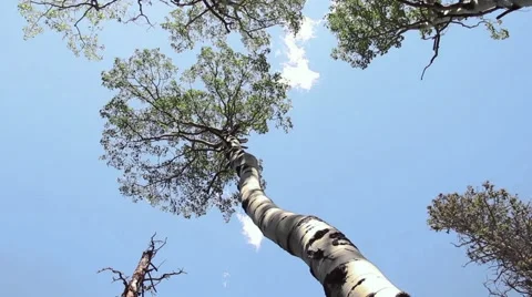 Aspen Tree (upshot) Stock Footage 41665442