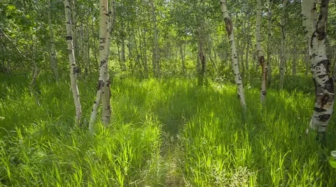 Aspen trees and sun breaking through Stock Footage 40100980