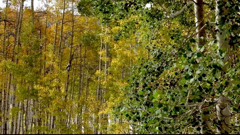 Aspen Trees begin to turn Stock Footage 105039584