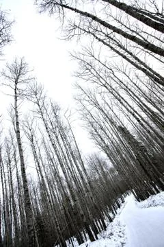 Aspen Trees Canada Stock Photos
