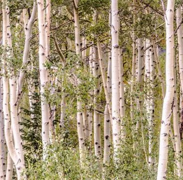 Aspen Trees close up Stock Photos