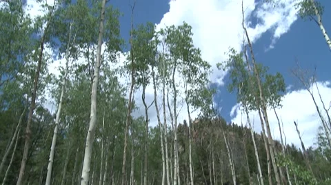 Aspen trees in Colorado Stock Footage 50076374
