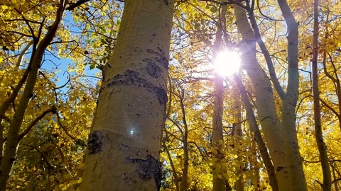 Aspen trees during autumn Stock Footage 100093876