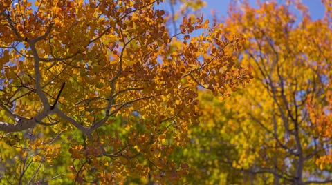 Aspen trees fall colors with sun bleeding through Stock Footage 31747050
