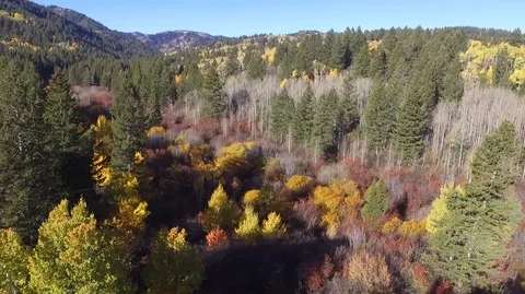 Aspen Trees in the Fall - Drone Video Yellow Fall Colors in Rocky Mountains Stock Footage 85707107