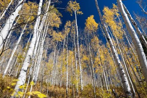 Aspen trees in fall Stock Photos