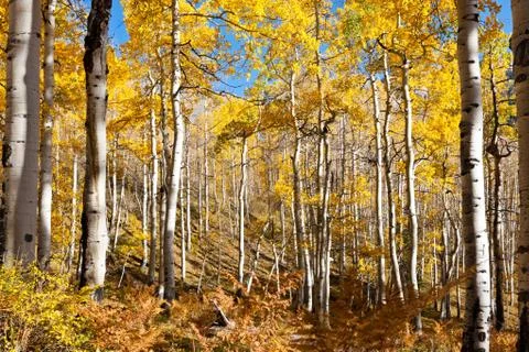 Aspen trees in fall Stock Photos