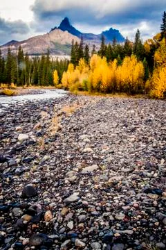 Aspen trees in the fall Stock Photos