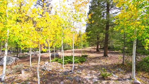 Aspen trees forest in autumn fall at Cottonwood pass, Colorado hiking trail Stock Footage 252162426