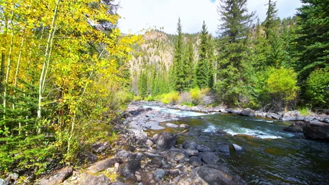 Aspen trees forest in autumn fall at Cottonwood pass, Colorado Taylor river Stock Footage 252164196