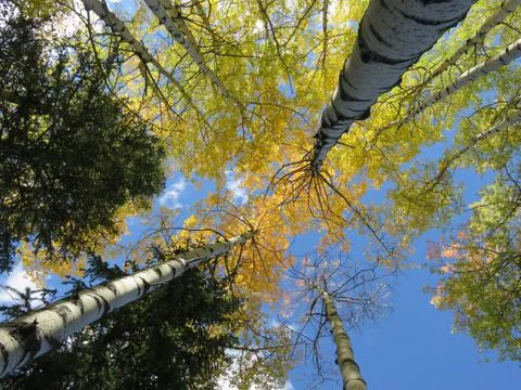 Aspen Trees Looking Up Stock Photos