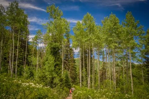 Aspen Trees in the Mountains Foto stock