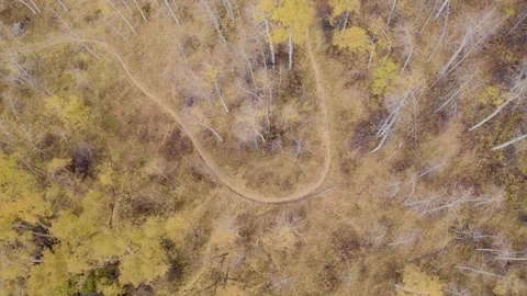 Aspen Trees Orbit of Path Vidéo 255869834