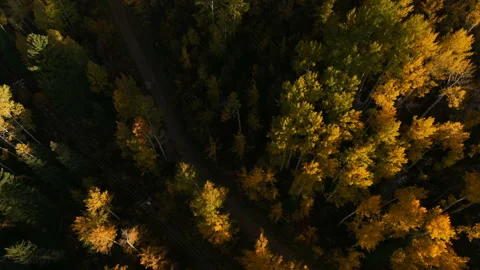 Aspen trees pan down cinematic trail spin vail piney ranch Colorado Stock Footage 237523832