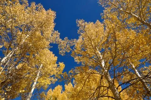 Aspen trees Foto stock