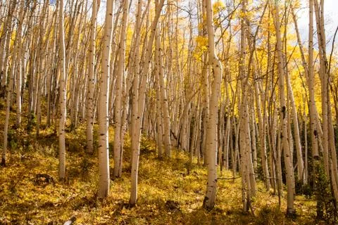 Aspen trees Stock Photos