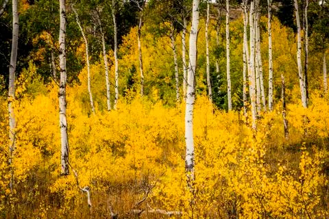 Aspen Trees Stock Photos
