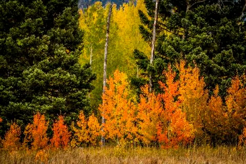 Aspen Trees Stock Photos