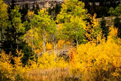 Aspen Trees Stock Photos