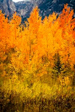 Aspen Trees Stock Photos