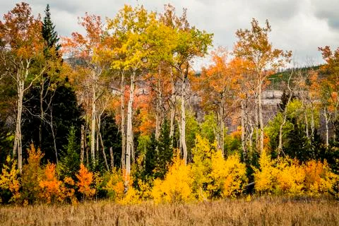 Aspen Trees Stock Photos