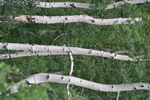 Aspen Trees Foto stock
