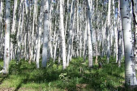 Aspen trees Foto stock