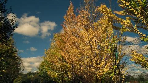 The aspen trees Stock Photos