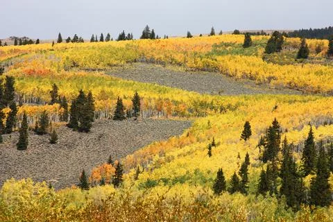Aspen Trees Stock Photos