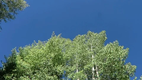 Aspen trees rustle in the wind.  Clear blue skies. Stockbeeldmateriaal 97408074