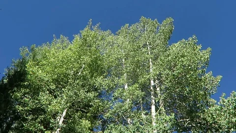 Aspen trees rustle in the wind.  Clear blue skies. Stockbeeldmateriaal 97409362