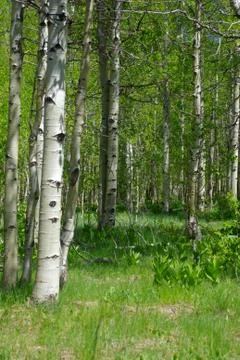 Aspen trees in spring Stock Photos