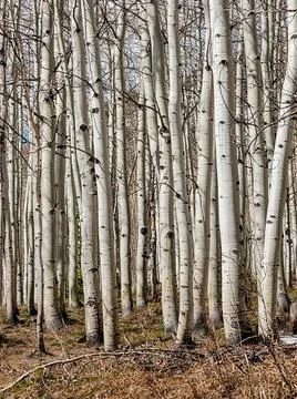 Aspen Trees In Spring Stock Photos