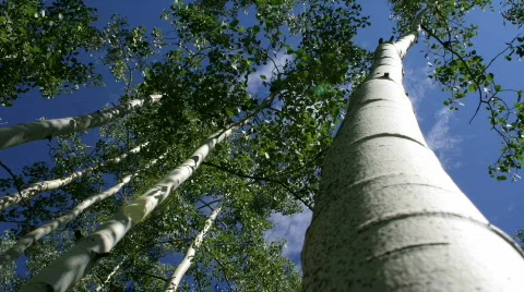 Aspen Trees Time lapse Stock Footage 795212