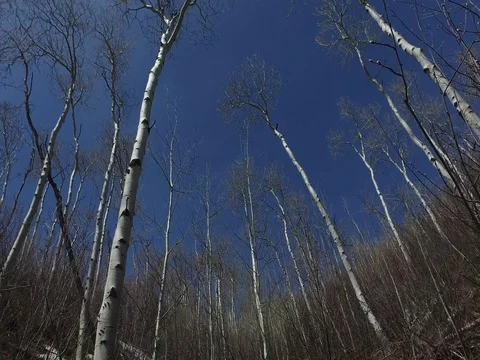 Aspen trees in Vail, Colorado Stock-Footage 74565161