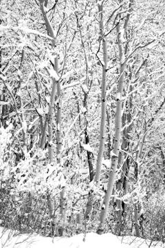 Aspen Trees in Winter Forest Stock Photos