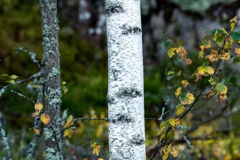 Aspen trunk Stock Photos