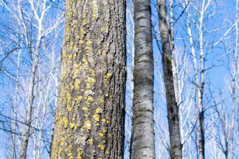 Aspen in Winter Stock Photos