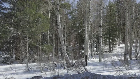 ASPEN ZOOM IN Stock Footage 144121686
