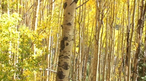 Aspens-11 動画素材 332797