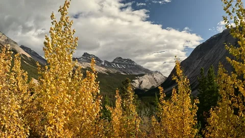 Aspens and Mountains Video stock 272171783
