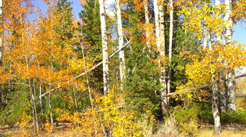 Aspens in Autumn, Camera Pans Up Stock Footage 35300991