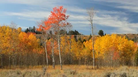 Aspens blowing in the wind Stock-Footage 12346331