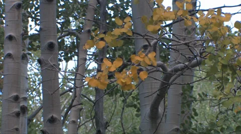 Aspens in fall color 스톡 동영상 37597599