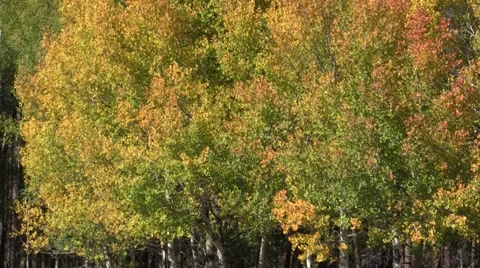 Aspens in Fall Vídeos de archivo 30589973